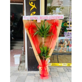 Büyük Boy Yukka Açılış Çiçeği
